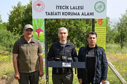 Yılda 15 gün açan Uşak'a özgü şakayık türü İtecik Lalesi çiçek açtı.